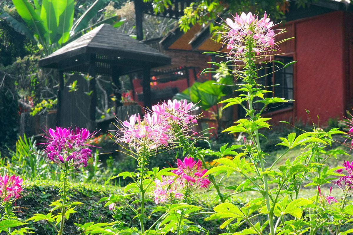 Mae Sa Valley Garden Resort Chiang Mai Exteriör bild